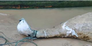 上饶市余干县一只江豚死亡，其被发现时尾巴被绳子缠住。 受访者提供